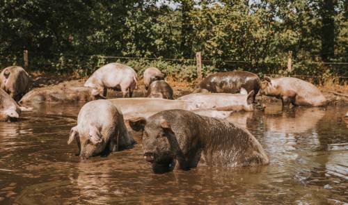 Adult pigs enjoying a mud bath under the shade of trees on a biodynamic organic pig farm.