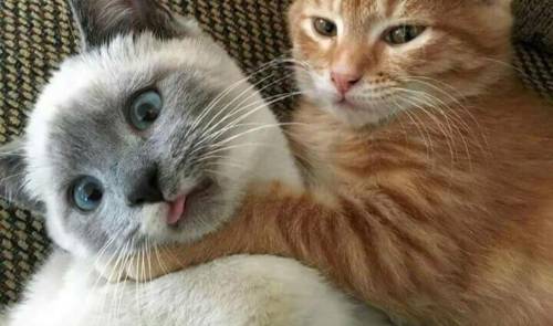 ¿Cómo saber si tus gatos están jugando o peleando?