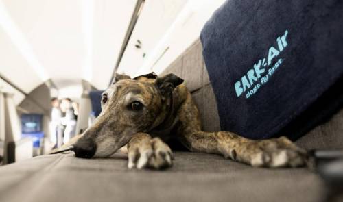 Buenas noticias si tienes mascotas: El nuevo método para que viajen cómodamente en el avión