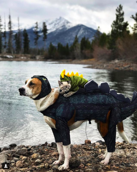 $!Las fotos y la historia de este perro y este gato viajando juntos te van a enamorar