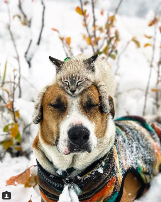 $!Las fotos y la historia de este perro y este gato viajando juntos te van a enamorar