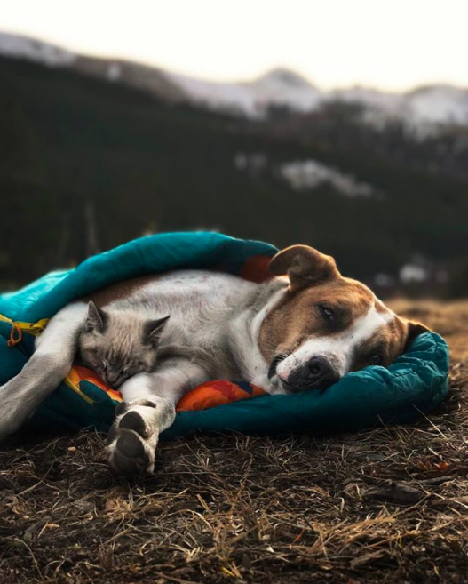 $!Las fotos y la historia de este perro y este gato viajando juntos te van a enamorar