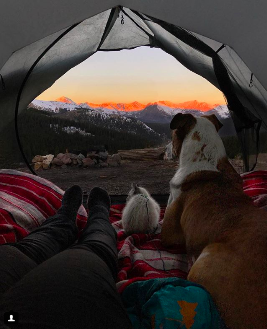 $!Las fotos y la historia de este perro y este gato viajando juntos te van a enamorar