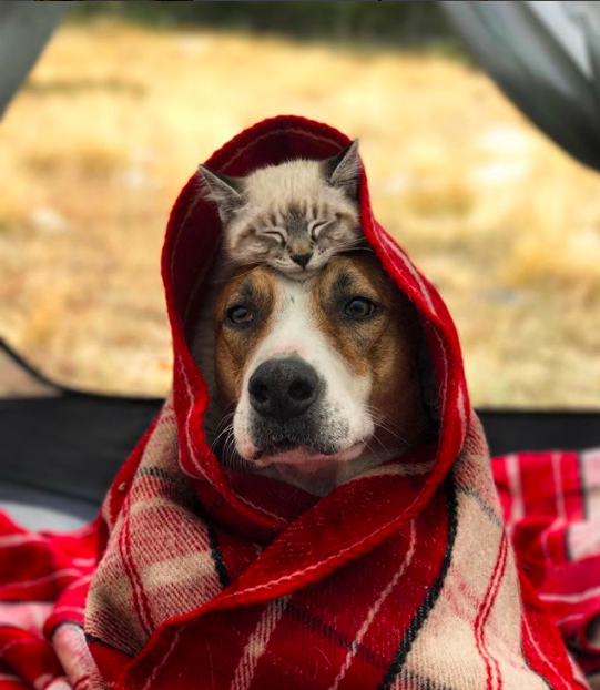 $!Las fotos y la historia de este perro y este gato viajando juntos te van a enamorar