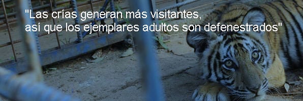 $!El Zoo Es Ese Guantánamo De Los Animales En El Que La Gente Paga Por Ver Torturas