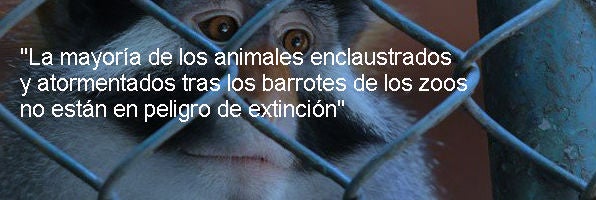 $!El Zoo Es Ese Guantánamo De Los Animales En El Que La Gente Paga Por Ver Torturas