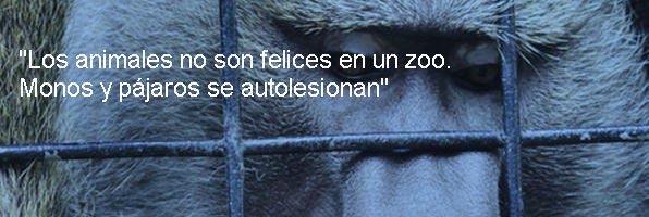 $!El Zoo Es Ese Guantánamo De Los Animales En El Que La Gente Paga Por Ver Torturas