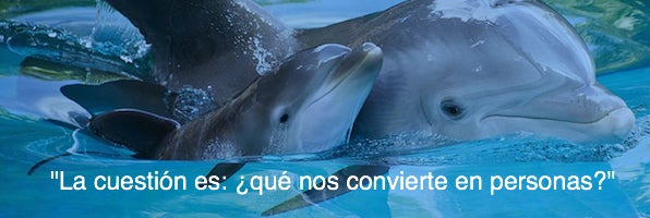 $!La falsa sonrisa de los delfines oculta una triste realidad
