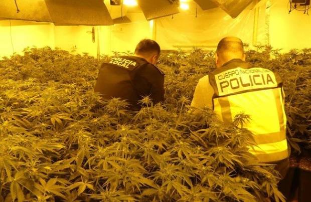 $!La marihuana que te fumas se cultiva en hogares arruinados por la crisis