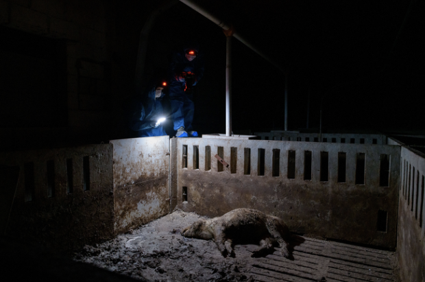 $!Se infiltró en 32 granjas españolas para retratar las condiciones de vida de los cerdos