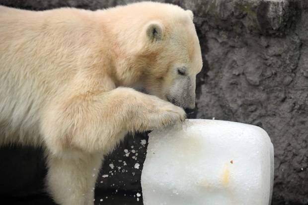 $!Todo el mundo se ha indignado con estas fotos de un oso polar desesperado en un zoo