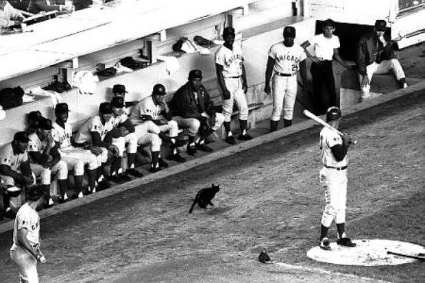 $!El Día Que La Maldición De Una Cabra Cambió La Historia De Los Chicago Cubs