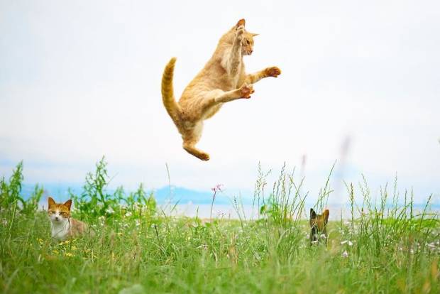 $!Este fotógrafo ha demostrado que los gatos son ninjas secretos y he aquí las pruebas