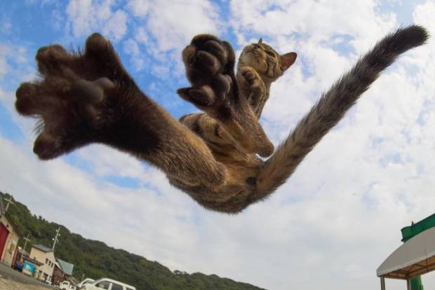 $!Este fotógrafo ha demostrado que los gatos son ninjas secretos y he aquí las pruebas