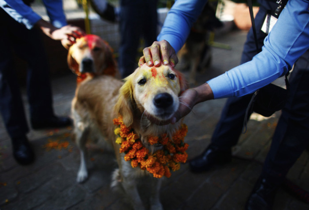 $!El Festival Nepalí Que Honra A Los Perros
