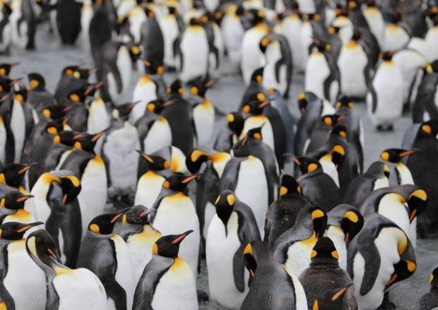 $!El iceberg gigante que destruirá el mayor refugio de pingüinos del mundo