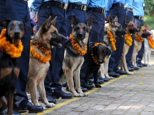 $!El Festival Nepalí Que Honra A Los Perros
