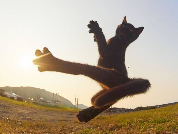 $!Este fotógrafo ha demostrado que los gatos son ninjas secretos y he aquí las pruebas
