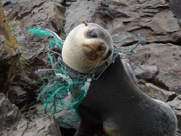 $!Los Océanos Del Mundo Tendrán En 2050 Más Plástico Que Peces