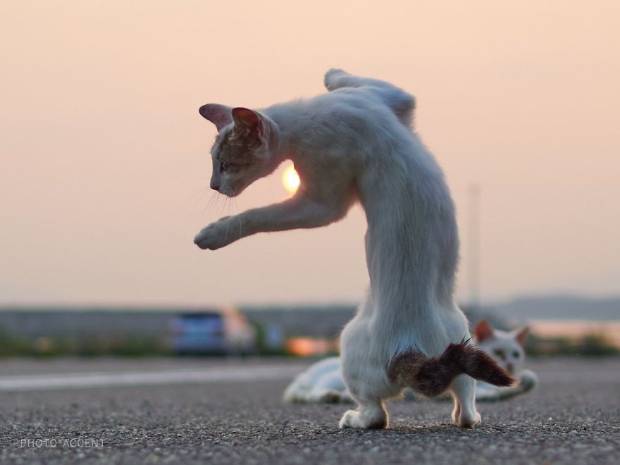 $!Este fotógrafo ha demostrado que los gatos son ninjas secretos y he aquí las pruebas