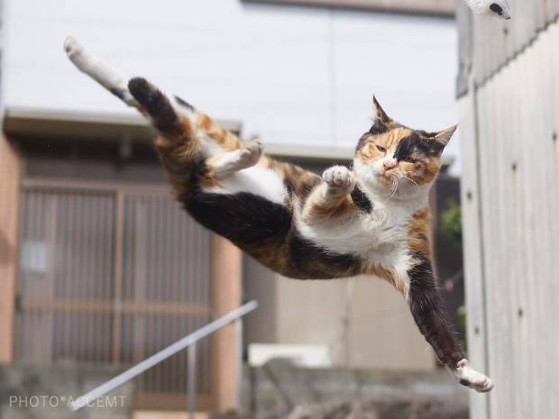 $!Este fotógrafo ha demostrado que los gatos son ninjas secretos y he aquí las pruebas