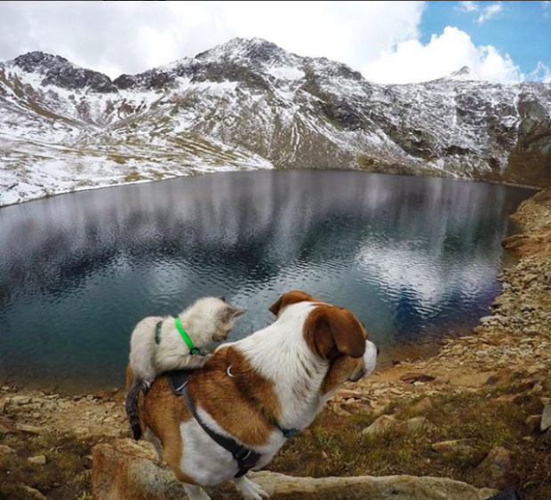 $!Las fotos y la historia de este perro y este gato viajando juntos te van a enamorar