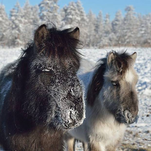 $!burro-frio-codigo-nuevo