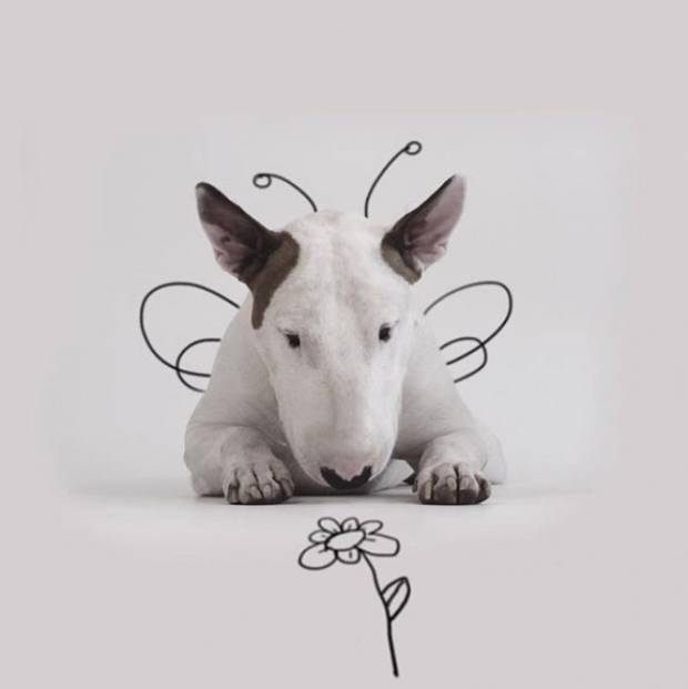 $!Cuando su novia le dejó, de llevó todo menos a su perro, y ahora son famosos