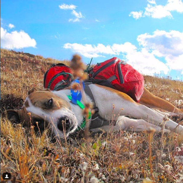 $!Las fotos y la historia de este perro y este gato viajando juntos te van a enamorar