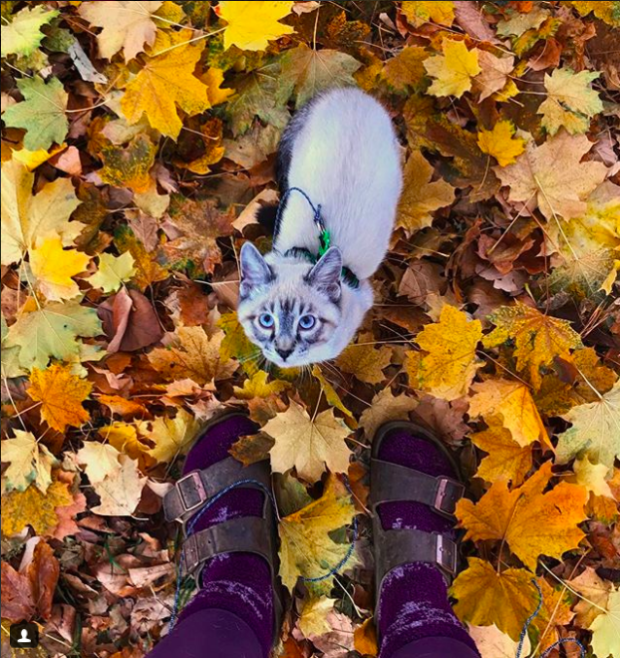 $!Las fotos y la historia de este perro y este gato viajando juntos te van a enamorar