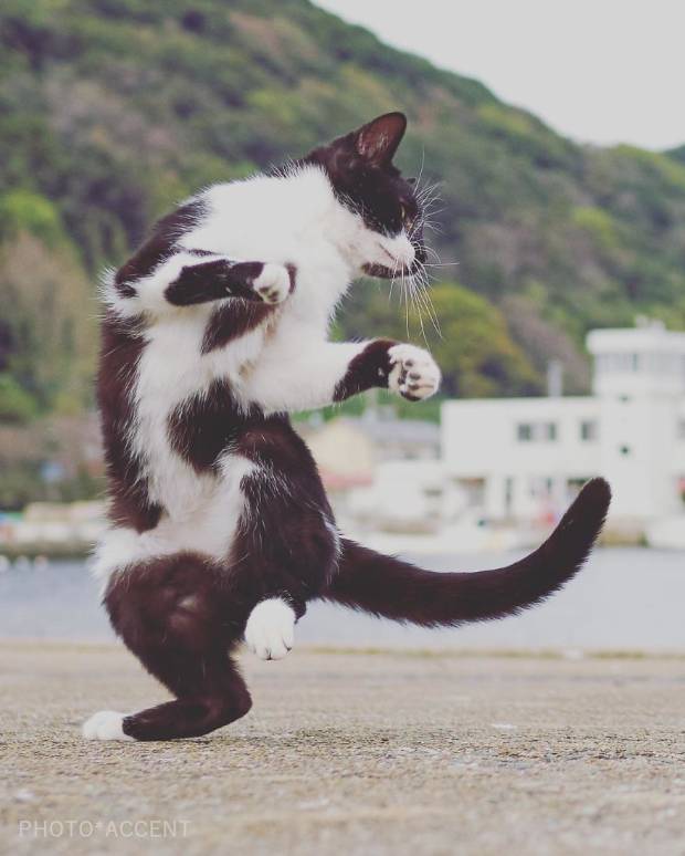 $!Este fotógrafo ha demostrado que los gatos son ninjas secretos y he aquí las pruebas