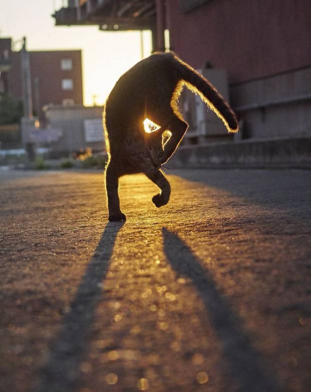 $!Este fotógrafo ha demostrado que los gatos son ninjas secretos y he aquí las pruebas