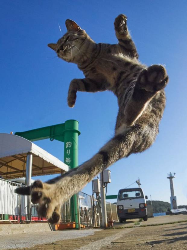 $!Este fotógrafo ha demostrado que los gatos son ninjas secretos y he aquí las pruebas