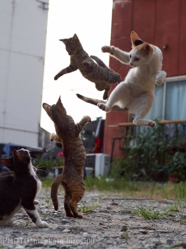 $!Este fotógrafo ha demostrado que los gatos son ninjas secretos y he aquí las pruebas