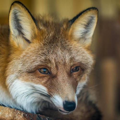 Los animales temen más la voz humana que el rugido de un león