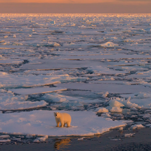 El deshielo polar pone tu salud en riesgo