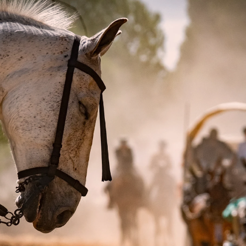 Siguen muriendo caballos por agotamiento en El Rocío