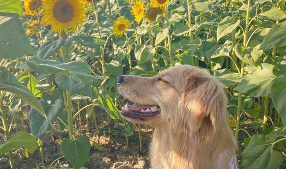 Los perros tendrán medicamentos antienvejecimiento antes que los humanos