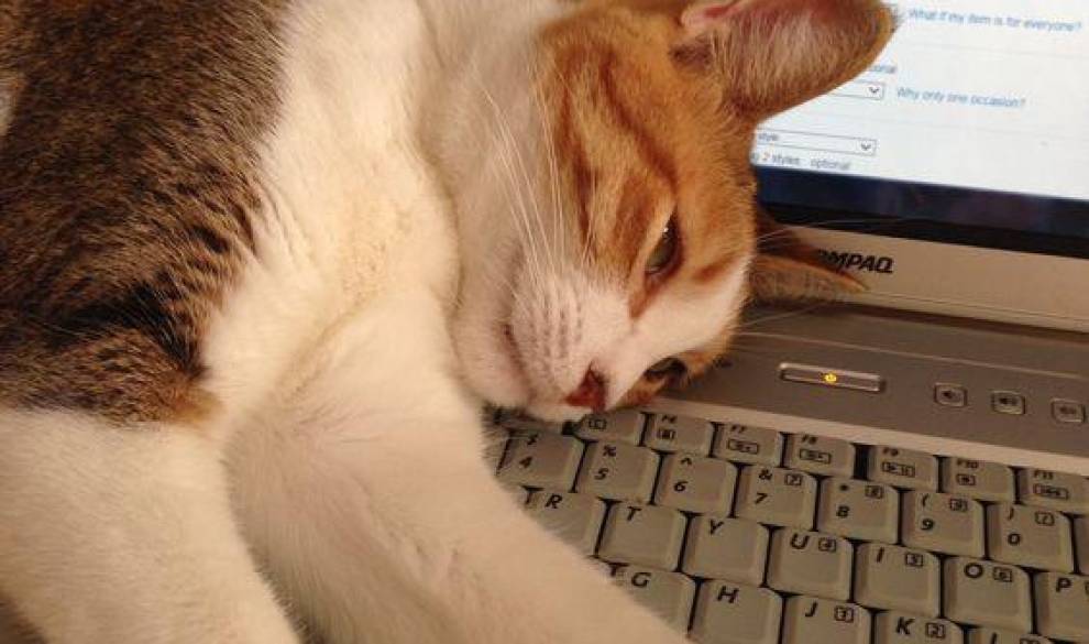La razón científica por la que tu gato siempre quiere estar encima de tu teclado