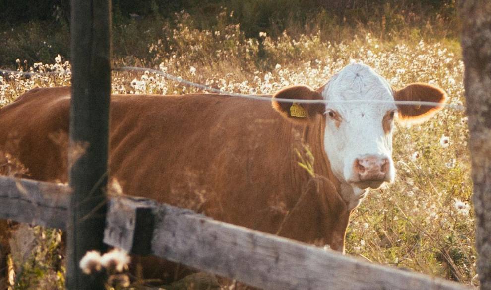 Dinamarca propone un impuesto a los pedos de las vacas