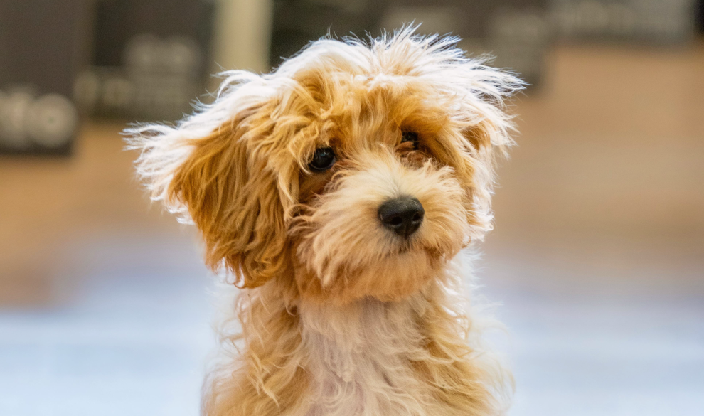 Tu perro vale lo mismo que una maleta para la justicia europea