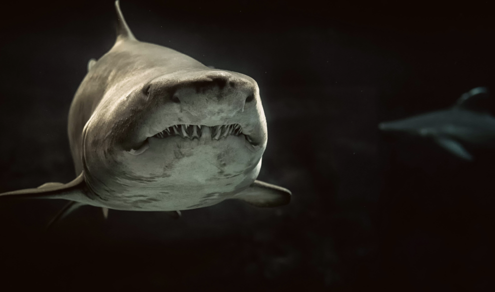 El calentamiento global podría hacer que los tiburones pierdan sus dientes