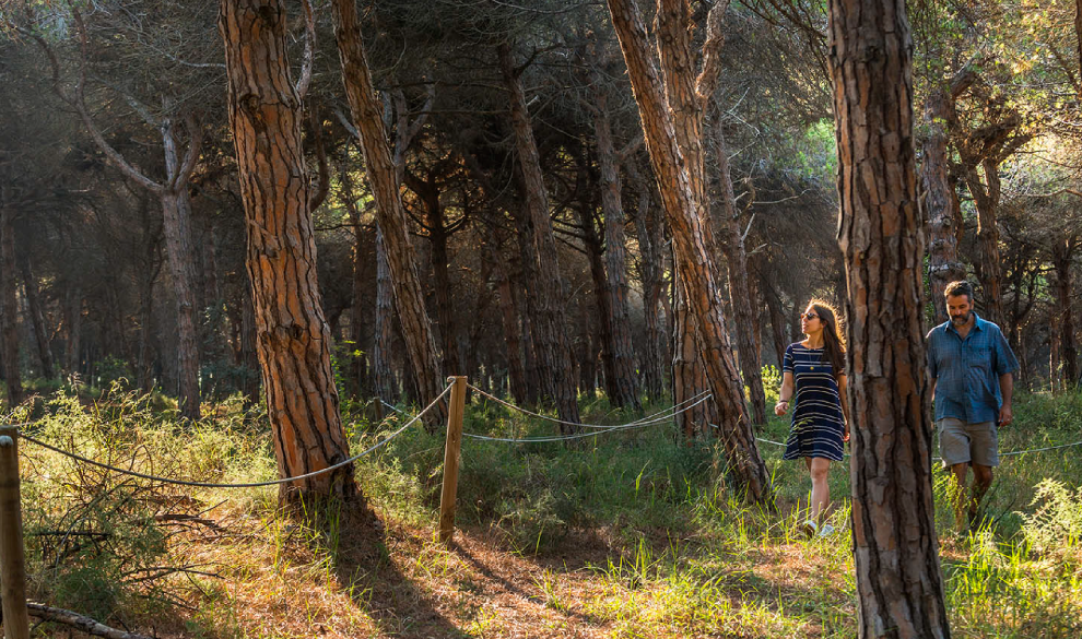 Can Camins, el bosque catalán único que solo puede visitarse diez días al año