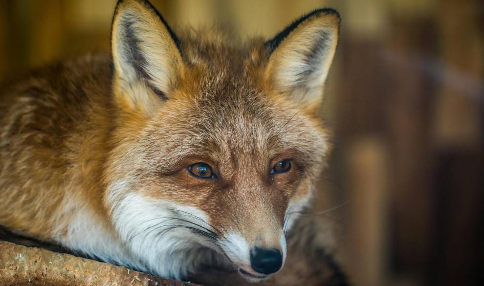 Los animales temen más la voz humana que el rugido de un león