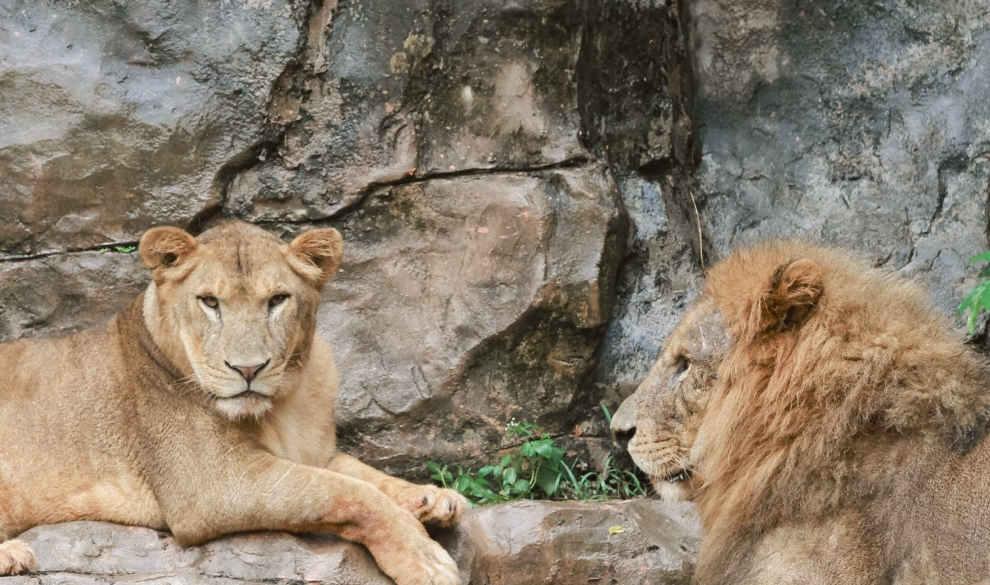 Un zoo danés quiere alimentar a sus animales con mascotas