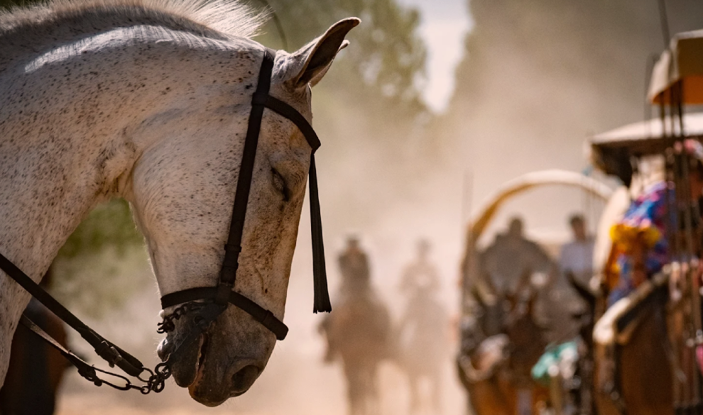 Siguen muriendo caballos por agotamiento en El Rocío