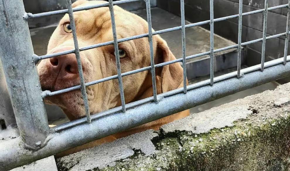 El grupo animalista Abeiro lleva a juicio el sacrificio de Gosu