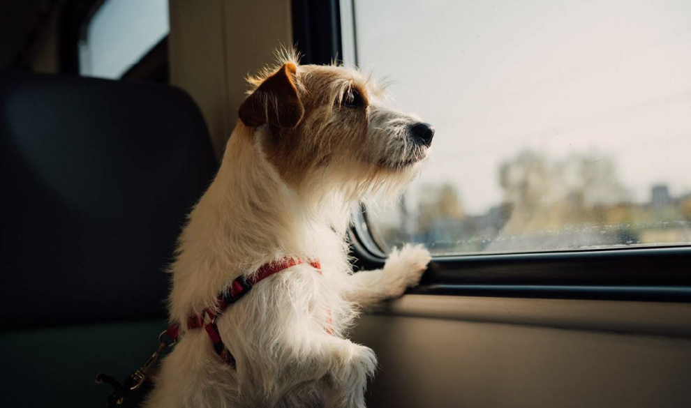 Ya puedes viajar con perros de hasta 40 kilos en cualquier tren de Renfe