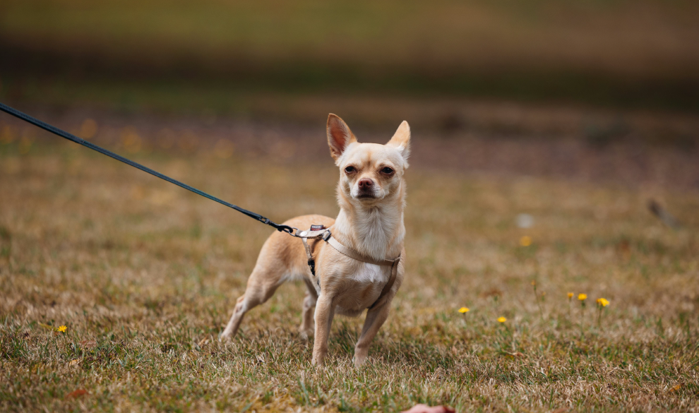 Italia propone un impuesto a los perros de los turistas