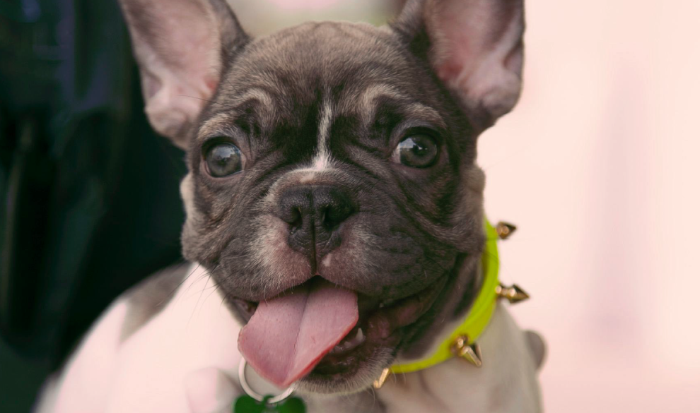 Uglycore dog o por qué nos hemos enamorado tanto de los perros feos